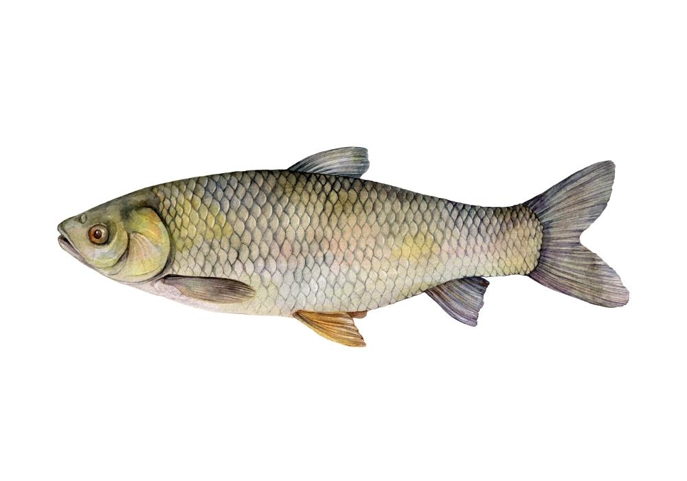 Amur (Ctenopharyngodon idella) – pescuit la amur