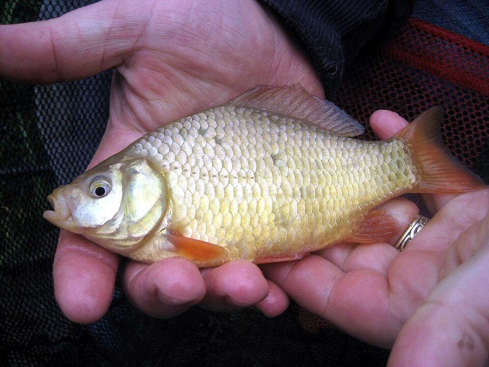 Foto: rjp / Wikimedia Commons (CC BY 2.0) Pescuit la caras
