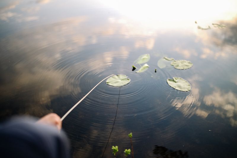 Apa de lac cu frunze – catch and release