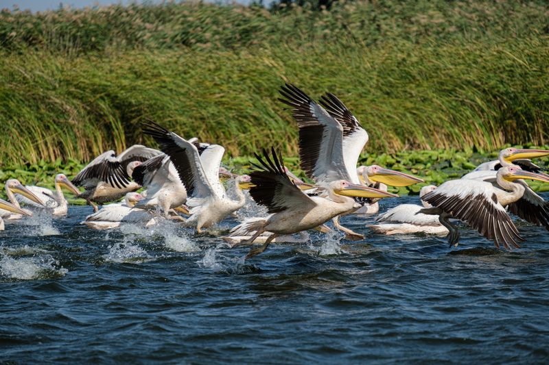 Pescuit în Delta Dunării 2026